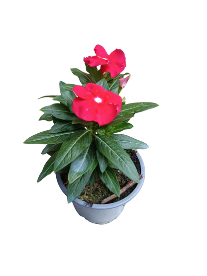 Vinca Flor Surtida Ø12 Planta De Exterior E Interior_3