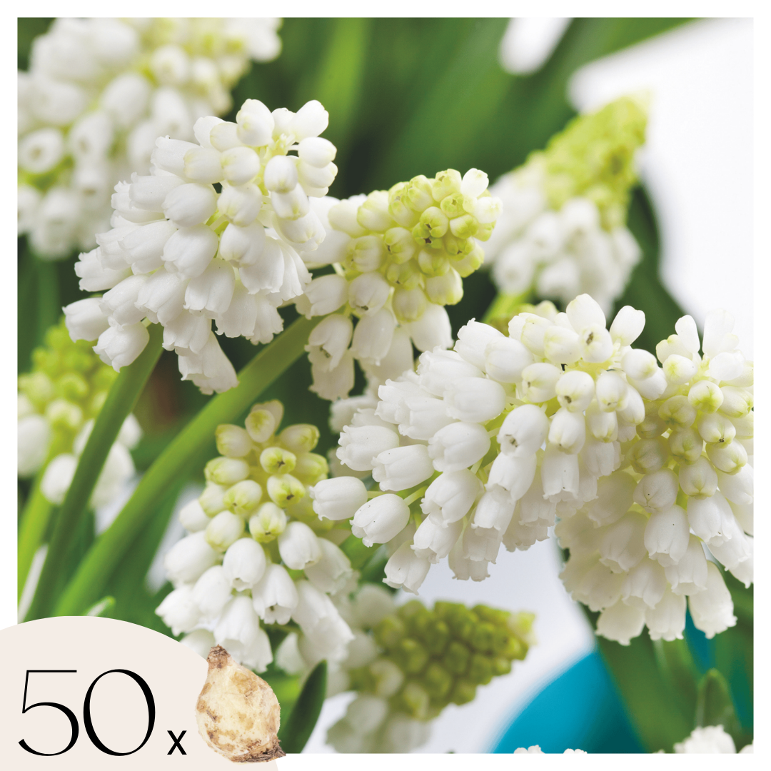 Jacintos De Uva - 50 Pzs - Muscari 'white Magic' - Bulbos De Flores - Blanco_0