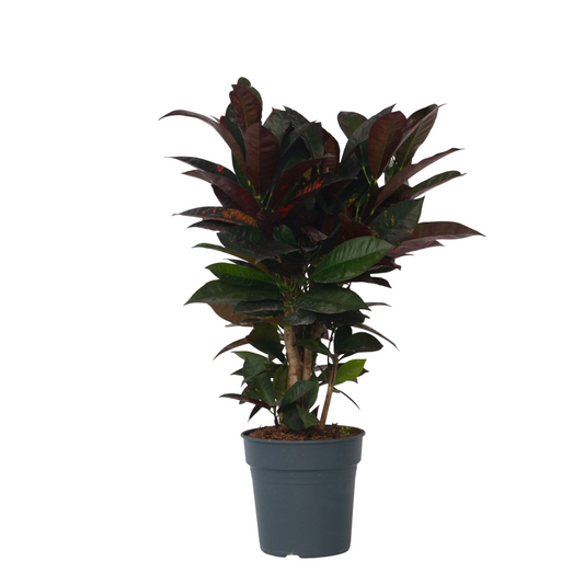Croton - Codiaeum Variegatum 'mrs. Iceton' - Altura 60-70cm - ⌀19cm_0