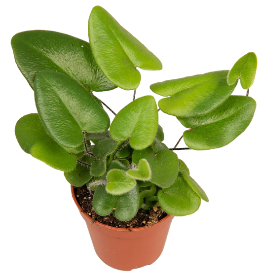 Planta Natural Hemionitis Arifolia 1 Ud Ø 5.5 Alt. 10_0