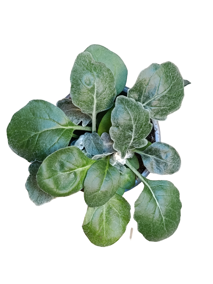 Jacobaea Maritima Senecio Cineraria Planta De Exterior Ø9_0