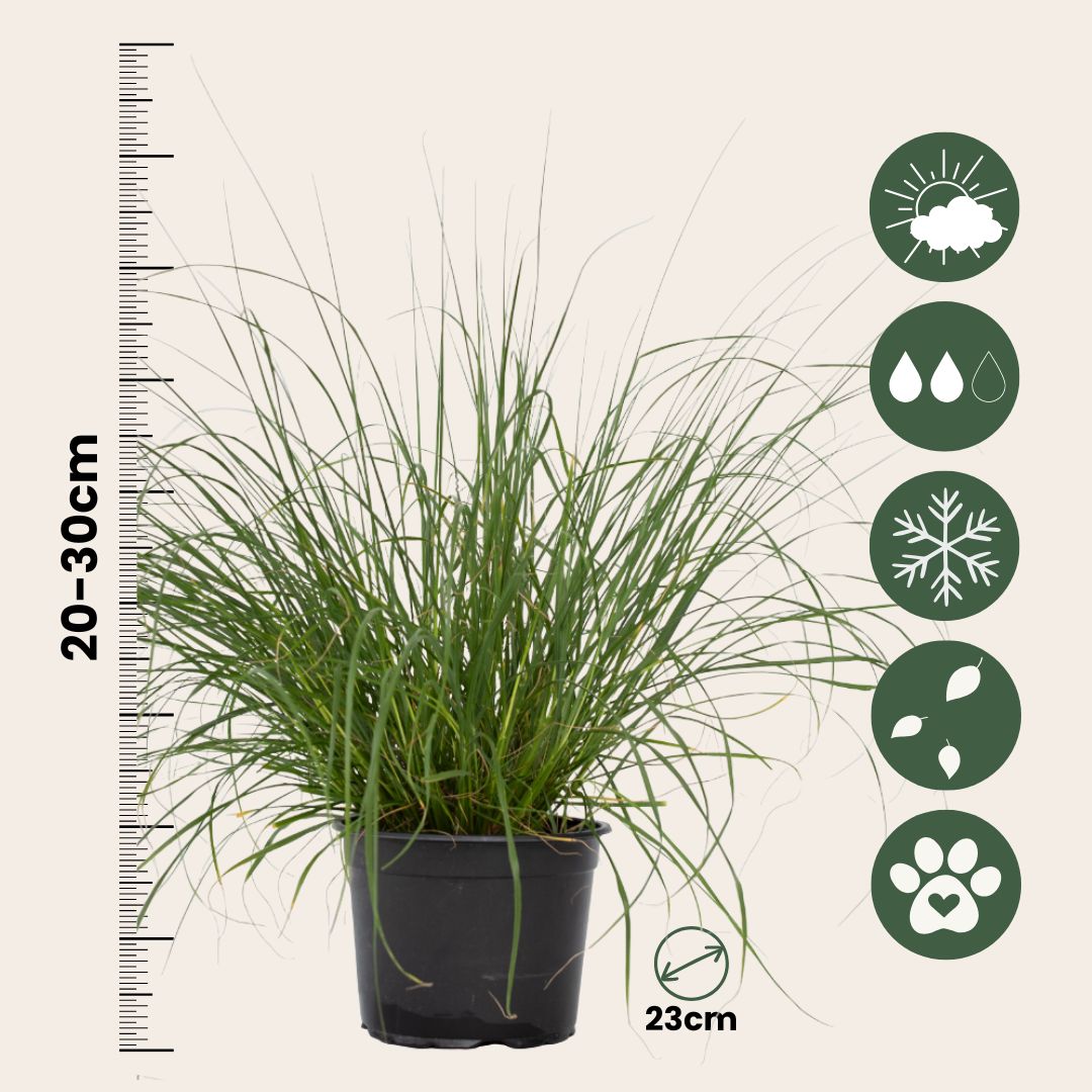 Pluma De Zorro Hameln - Pennisetum Alopecuroides 'hameln' - A20-30cm - ⌀23cm_2
