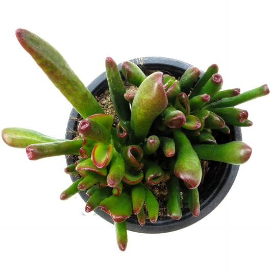 Crassula Ovata 'horn Tree'; Planta Suculenta Verde; Curiosarium; Diámetro Maceta 10,5 Cm_0
