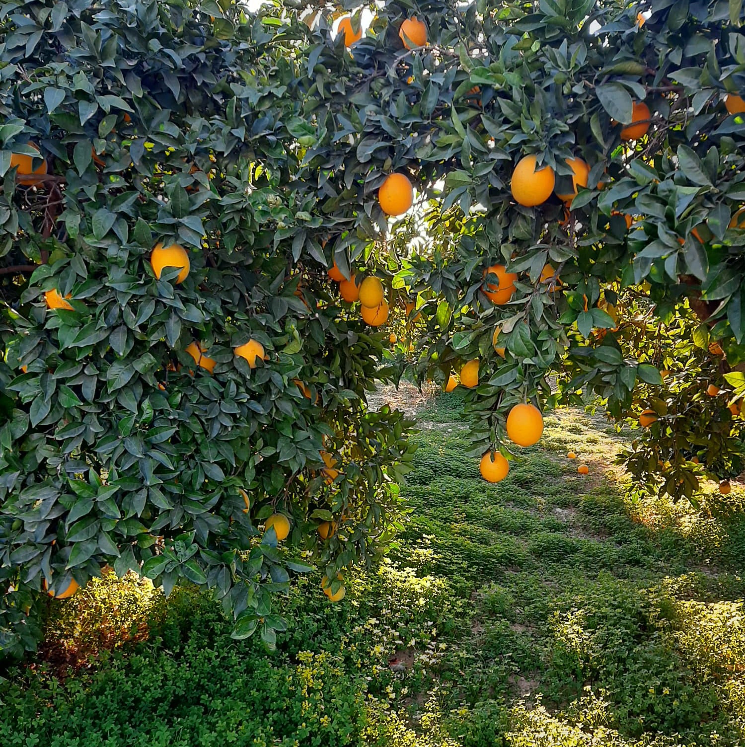 Naranja Zumo 10kg. ecológico_1