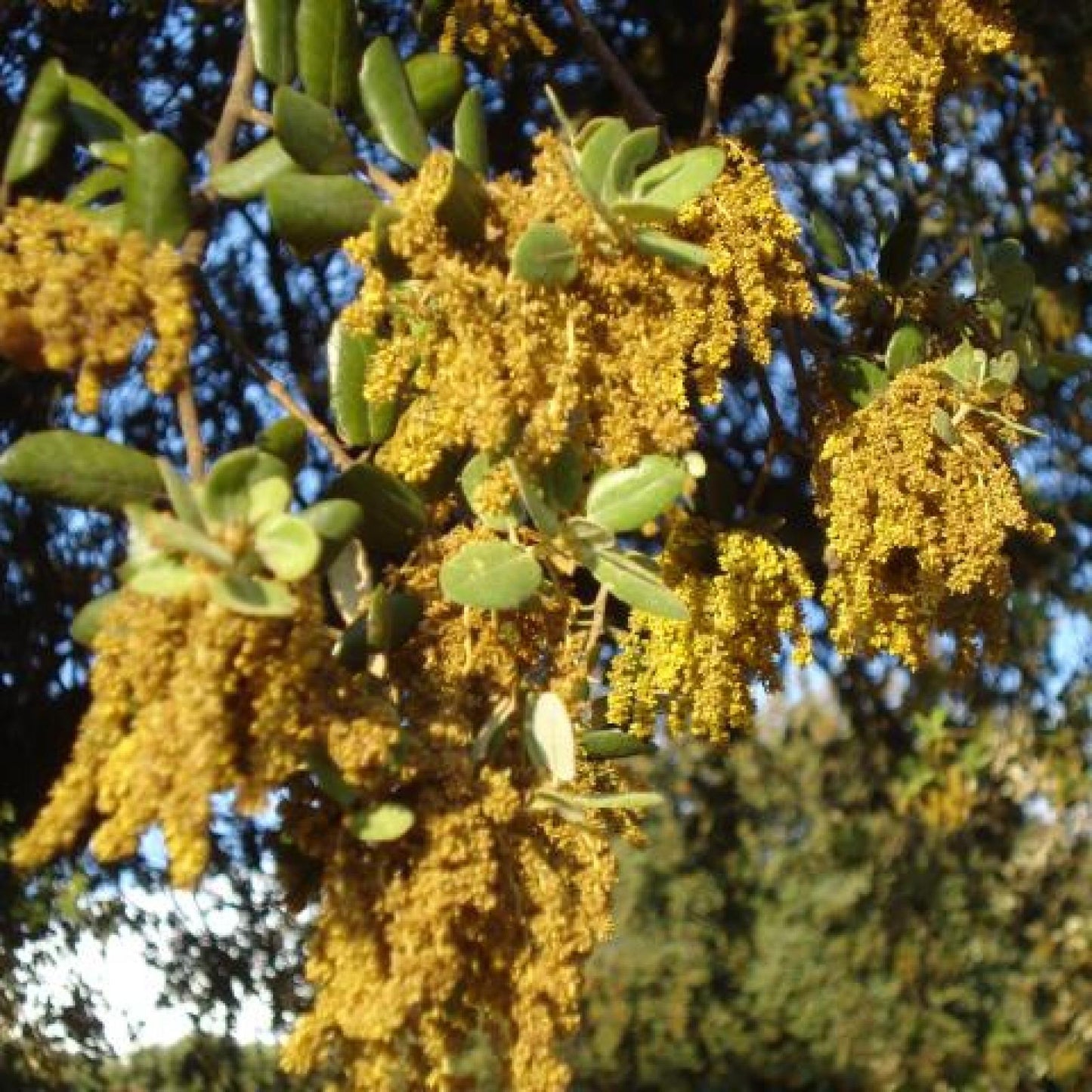 Mel Biológico da Montanha, Bona Mel 900 g