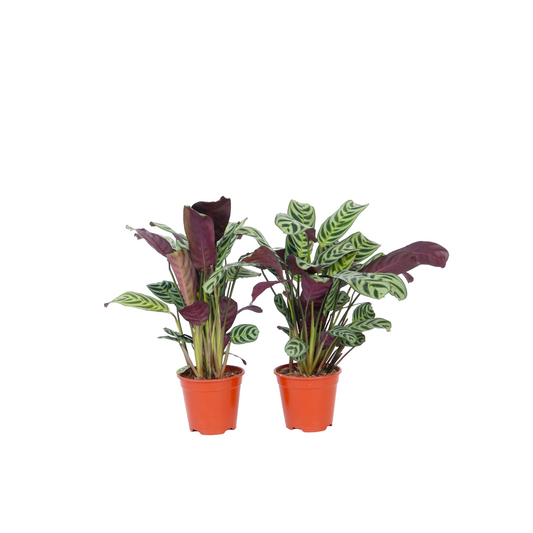 Planta De Oración - 2 Pzs - Ctenanthe 'burle-marxii' - Altura 25-40cm - ⌀12cm_0