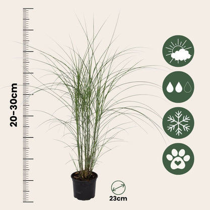 Eulalia - Miscanthus Sinensis 'kleine Silberspinne - Altura 20-30cm - ⌀23cm_2