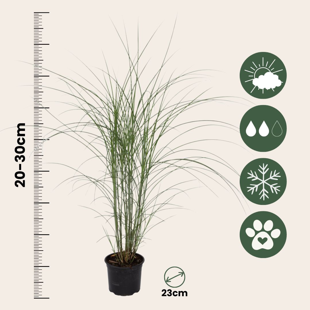 Eulalia - 2 Pzs - Miscanthus 'kleine Silberspinne' - Altura 20-30cm - ⌀23cm_2