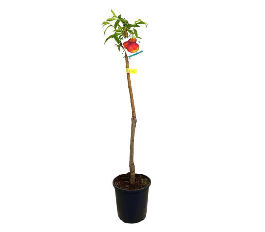 Nectarina M25 120-150cm_0