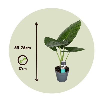 Oreja De Elefante - Alocasia 'odora' - Altura 55-75cm - ⌀17cm_2