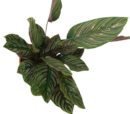 Calathea Ornata M21_1