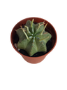 Planta Suculenta Euphorbia Pulvinata Ø5