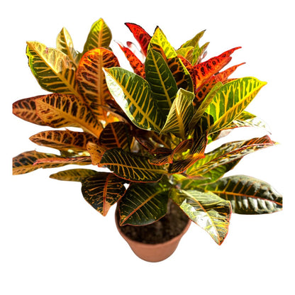 Croton Branch Mix Para Decoración De Interior Natural Y Diferente Maceta 21cm 30cm Tronco_0