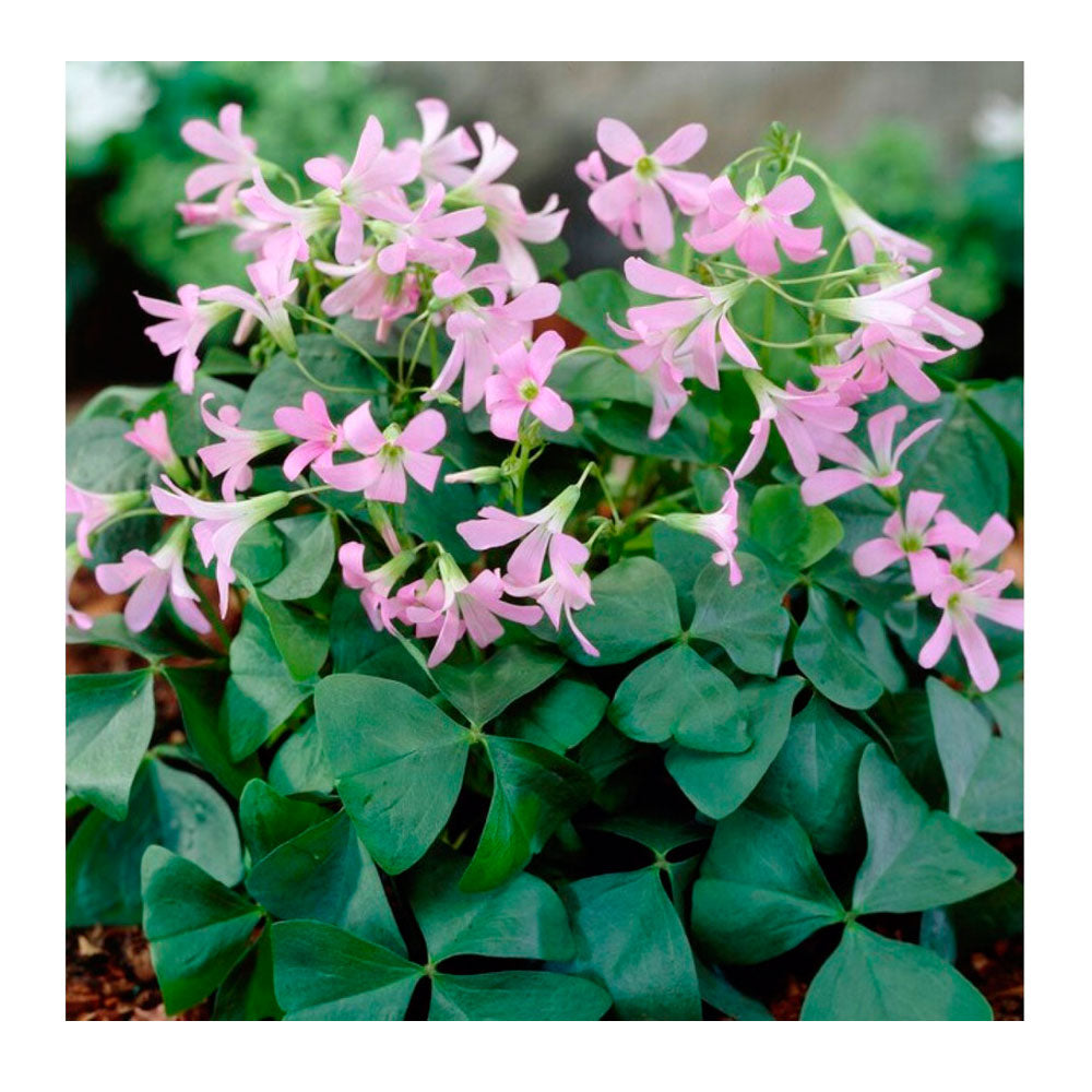 Lote 10 Bulbos Oxalis Amber Planta Mariposa_0