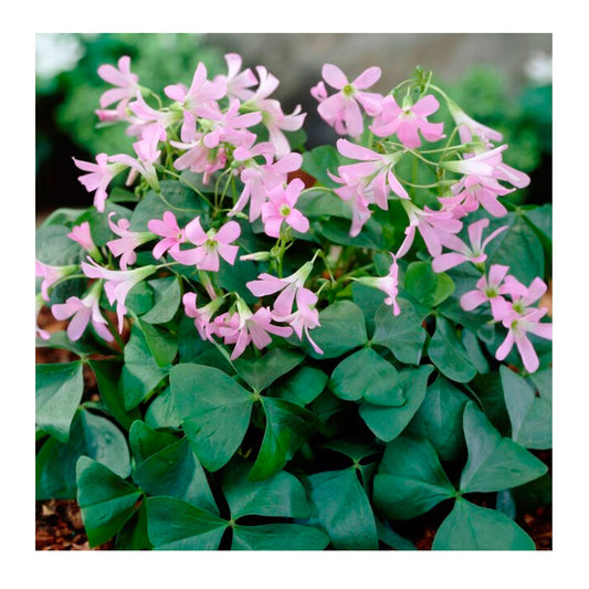 Lote 10 Bulbos Oxalis Amber Planta Mariposa_0