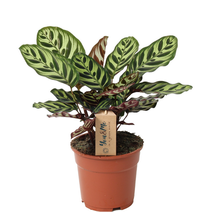 Planta De Pavo Real - Calathea 'makoyana' - Altura 40-50cm - ⌀17cm_0
