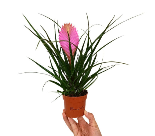 Tillandsia Anita M9_0