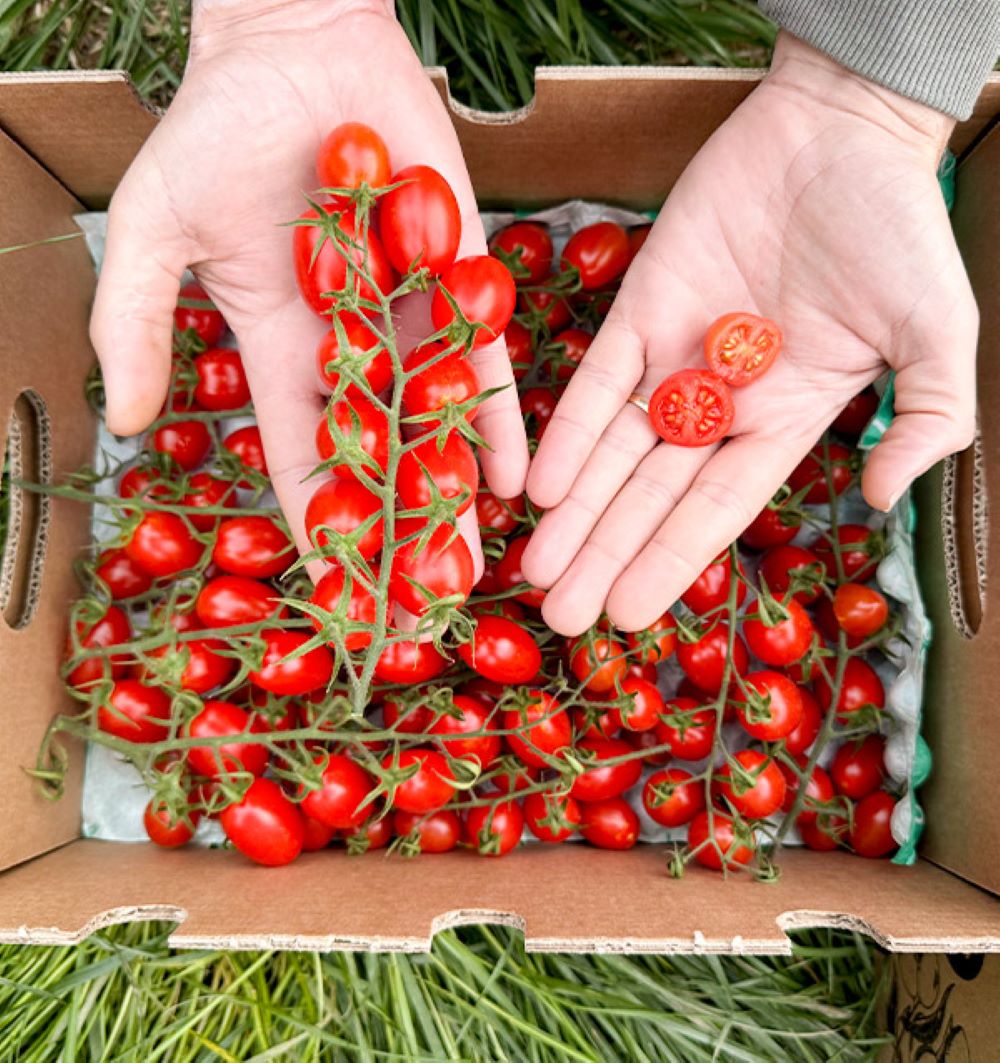 Caja De Tomates Cherry En Rama Tropitop Caja De 4kg_3