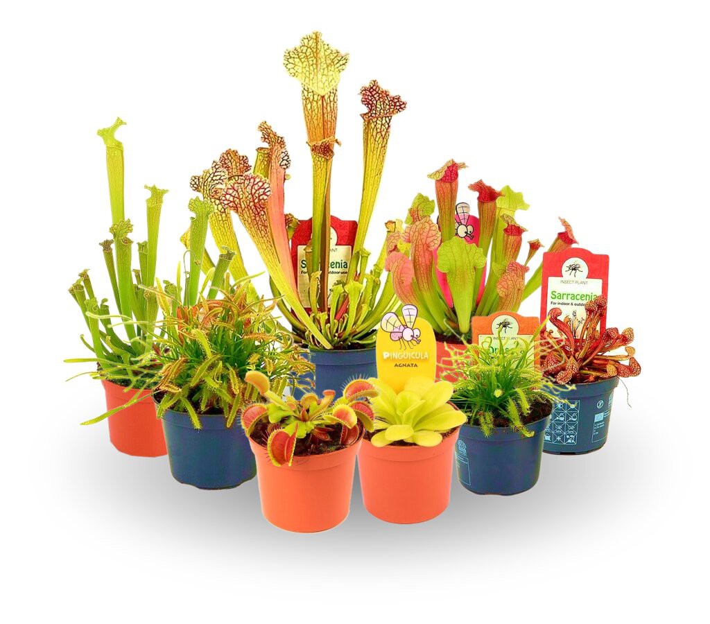Pack 5 Plantas Carnívoras Naturales Diferentes Variedades Para Coleccionar_0