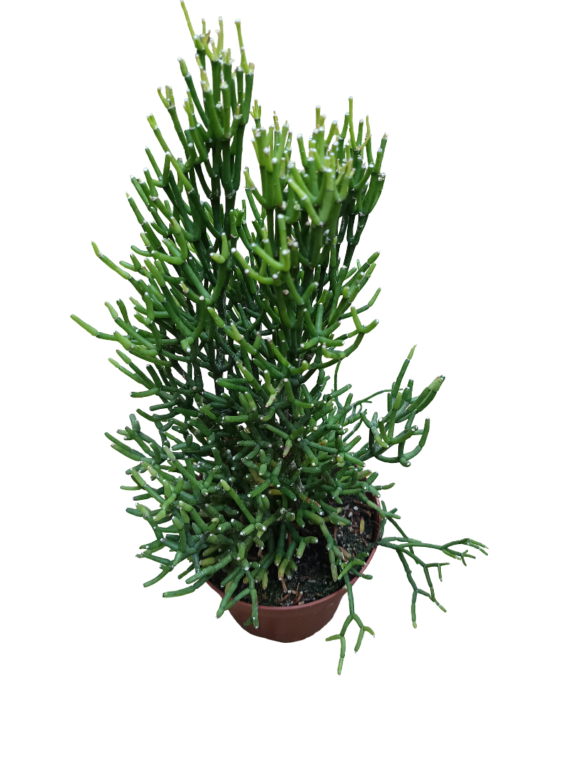 Hatiora Sarcoloides Grande Planta Suculenta 12 Cms_0