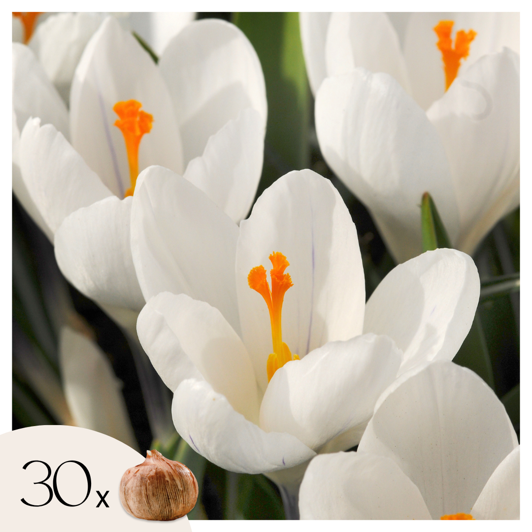 Crocus Caeruleus - 30 Pzs - Crocus 'white' - Bulbos De Flores - Blanco_0