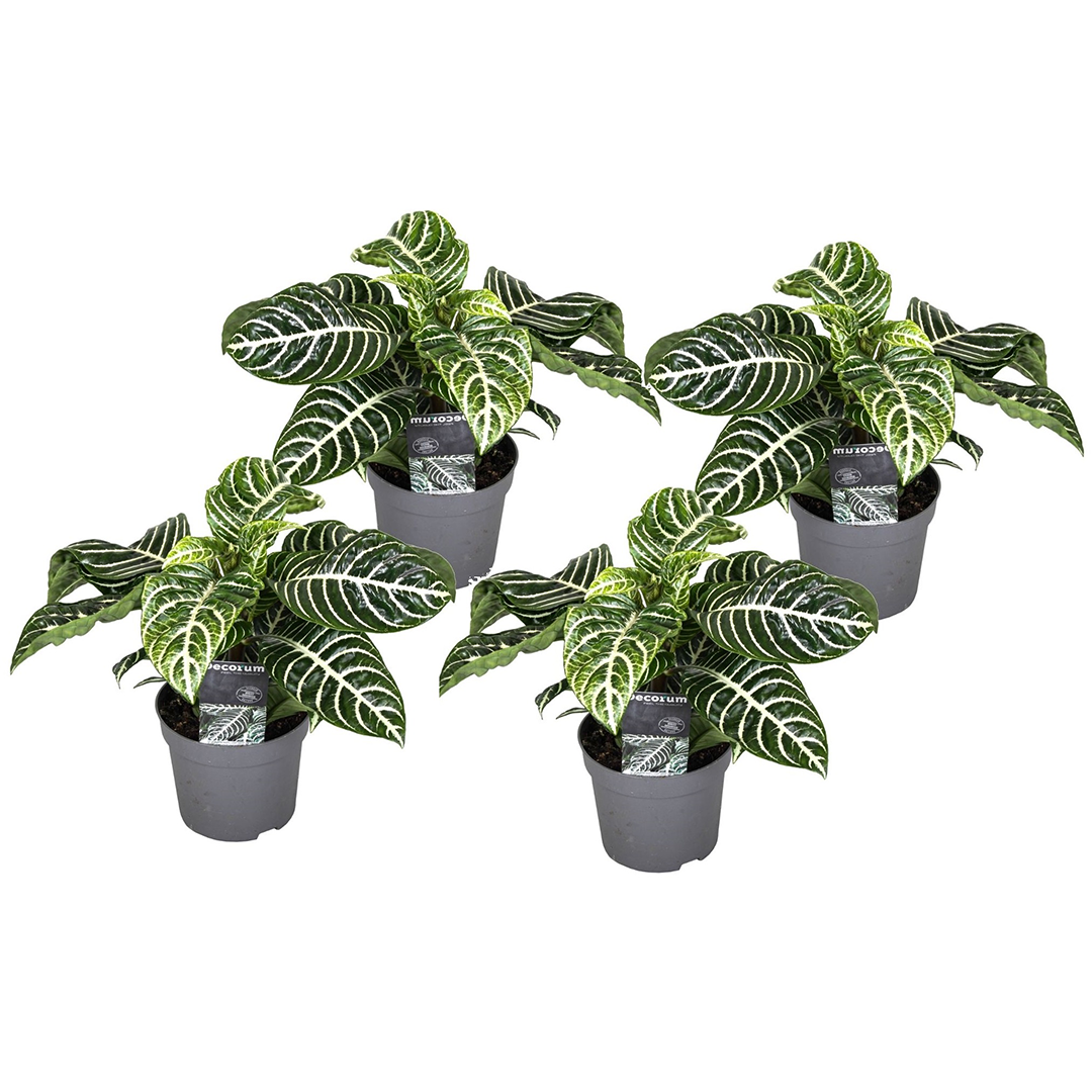 Planta Cebra - 4 Pzs - Aphelandra Squarrosa 'botanica' - Altura 25-45cm - ⌀13cm_0
