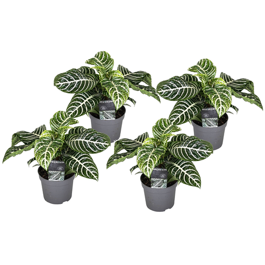 Planta Cebra - 4 Pzs - Aphelandra Squarrosa 'botanica' - Altura 25-45cm - ⌀13cm_0