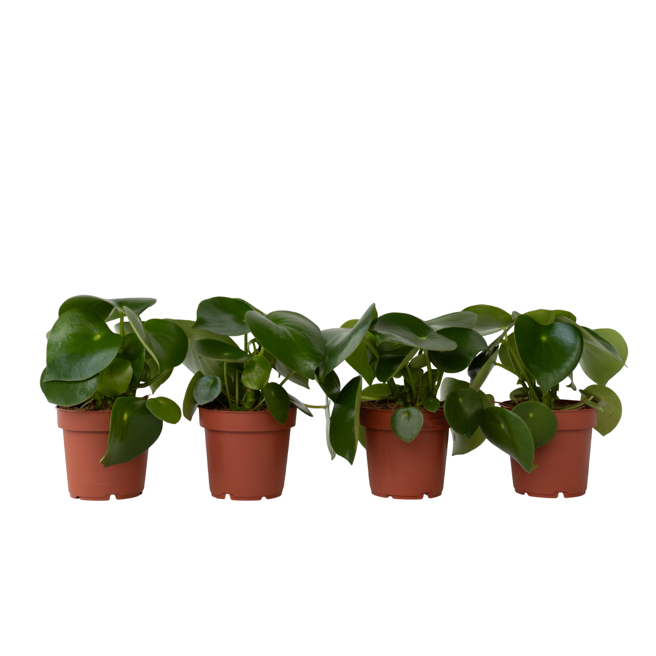 Corazón De Hombre - 4 Pzs - Peperomia Polybotrya - Altura 20-30cm - ⌀12cm_0