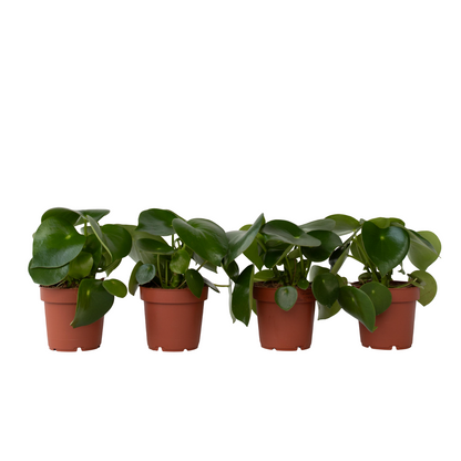 Corazón De Hombre - 4 Pzs - Peperomia Polybotrya - Altura 20-30cm - ⌀12cm_0