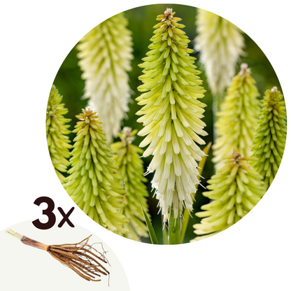 Flecha De Fuego - 3 Pzs - Tritoma Kniphofia 'ice Queen' - Cepellones - Blanco_0