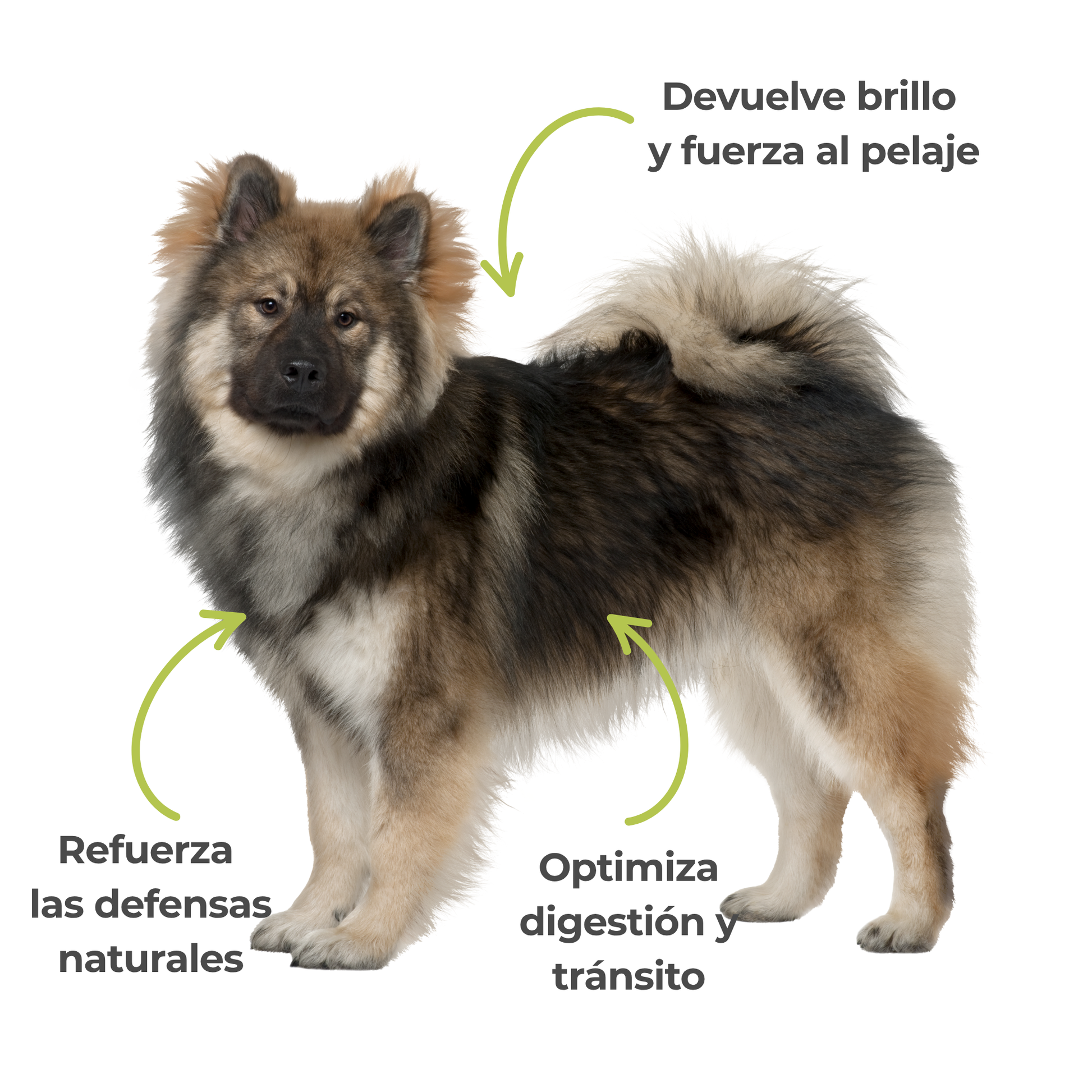 Suplemento natural para perros y gatos – Levadura de cerveza ECO - 100g_3