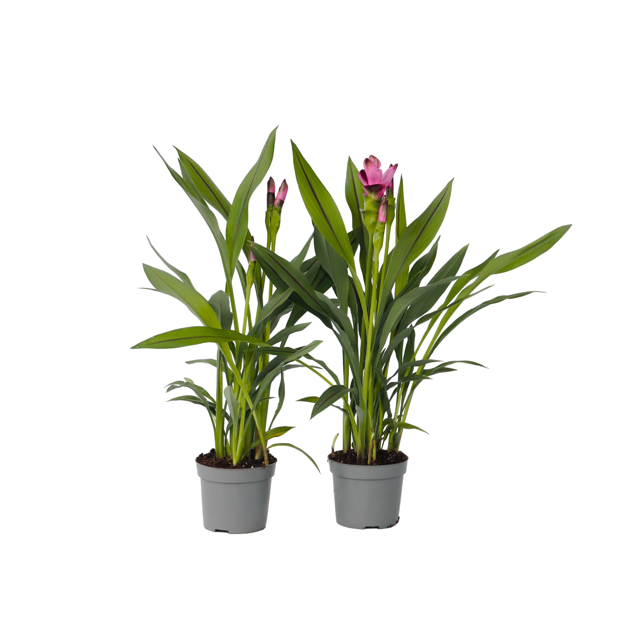 Tulipán De Siam - 2 Pzs - Curcuma 'siam Splash' - Altura 40-60cm - ⌀13cm_0