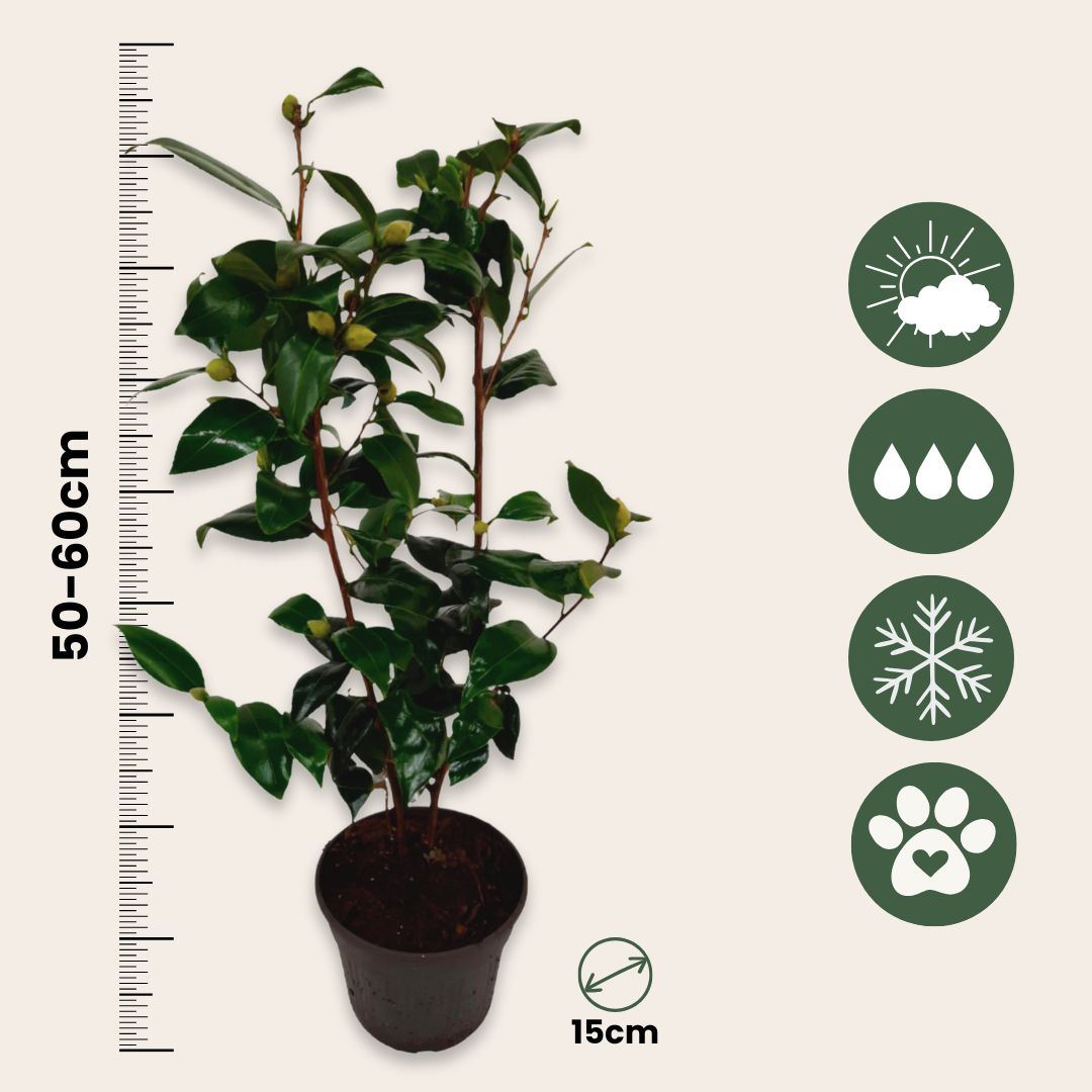 Camelia Japonesa - Camellia Japonica 'brush Field' - Altura 50-60cm - ⌀15cm_2
