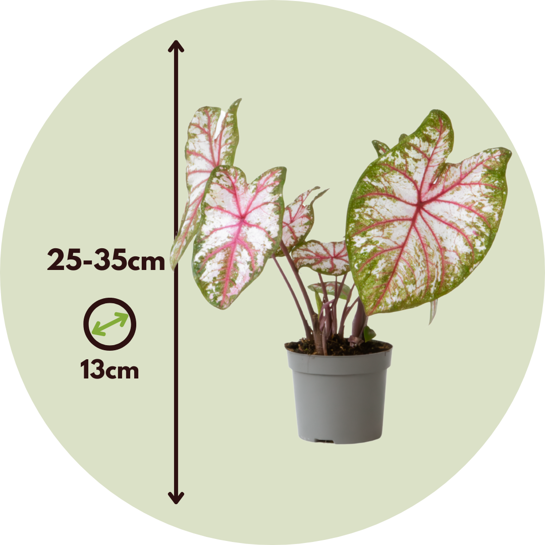 Caladio - Caladium 'tapestry' - Altura 25-35cm - ⌀13cm_2
