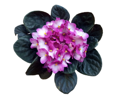 Violeta Africana Saint Paula Color Surtido Ø12_2