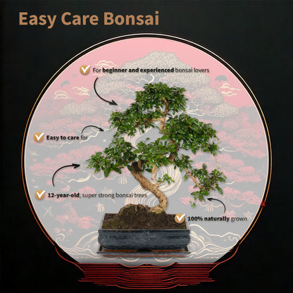 Bonsái Forma S - Incluye Tijeras_1