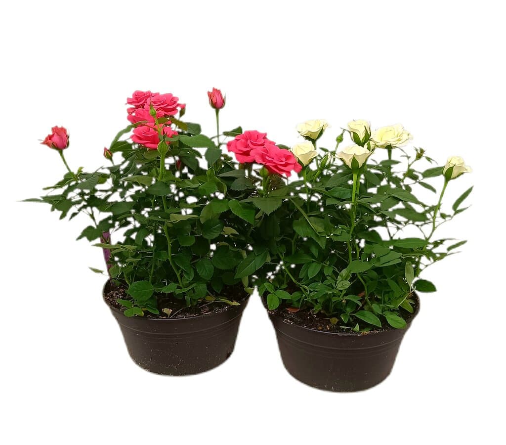 Rosal Favourite Roses M20_0