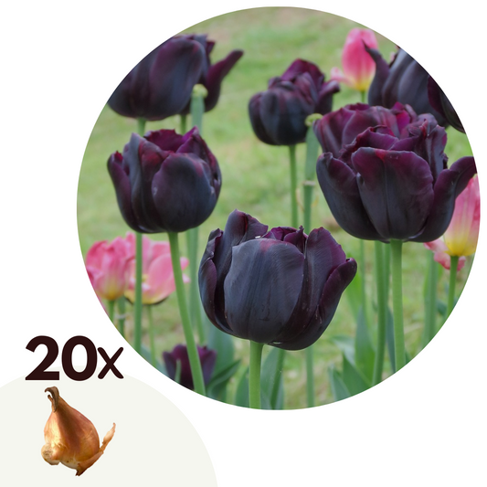 Bulbos De Tulipán - 20 Pzs - Tulipa 'queen Of Night' - Bulbos De Flores_0