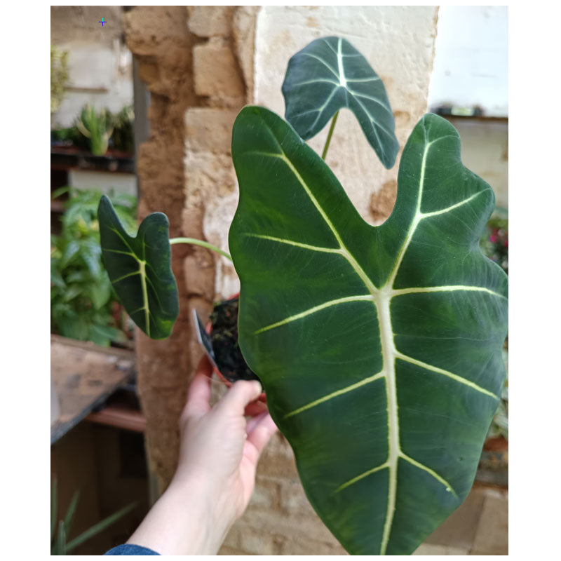 Alocasia Frydek Planta De Interior Ø12_0