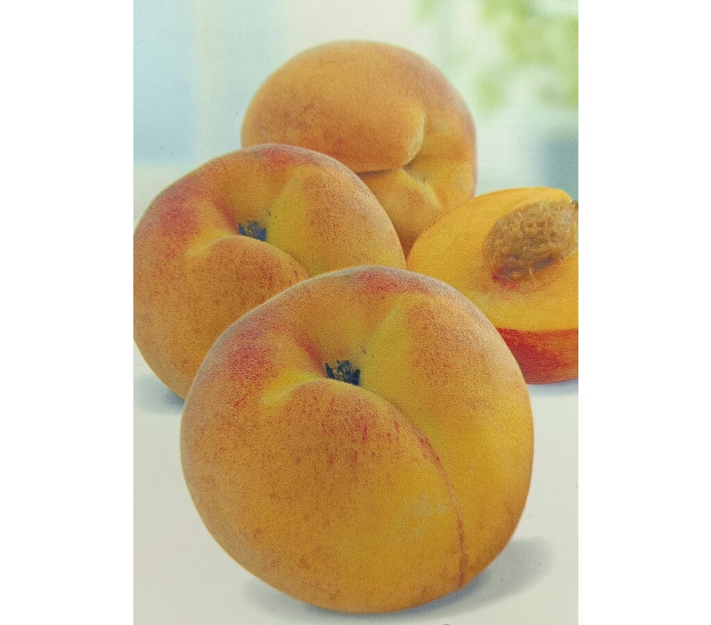 Melocotonero Baby Gold M25 100-130cm_1