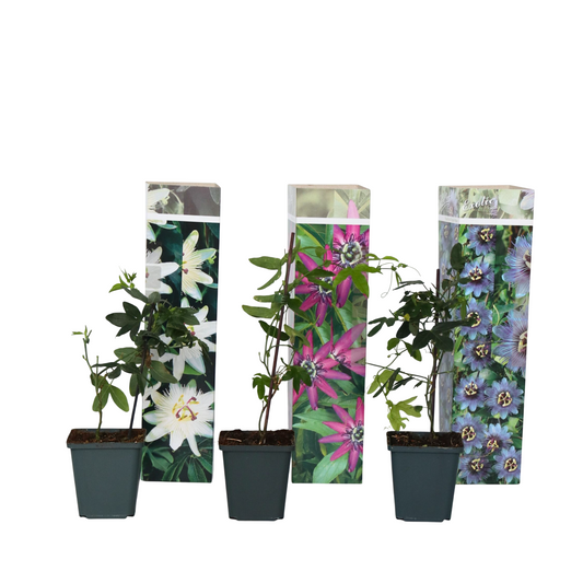 Granadilla - 3 Pzs - Passiflora Hybridum - Altura 25-40cm - ⌀9cm_0