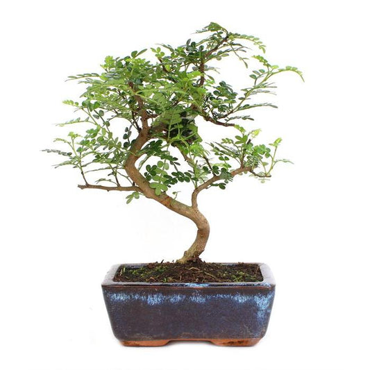 Bonsai Zanthoxylum piperitum sp. 6 anos
