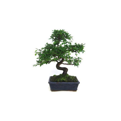 Pacote de iniciação de bonsai Zelkova para 8 anos