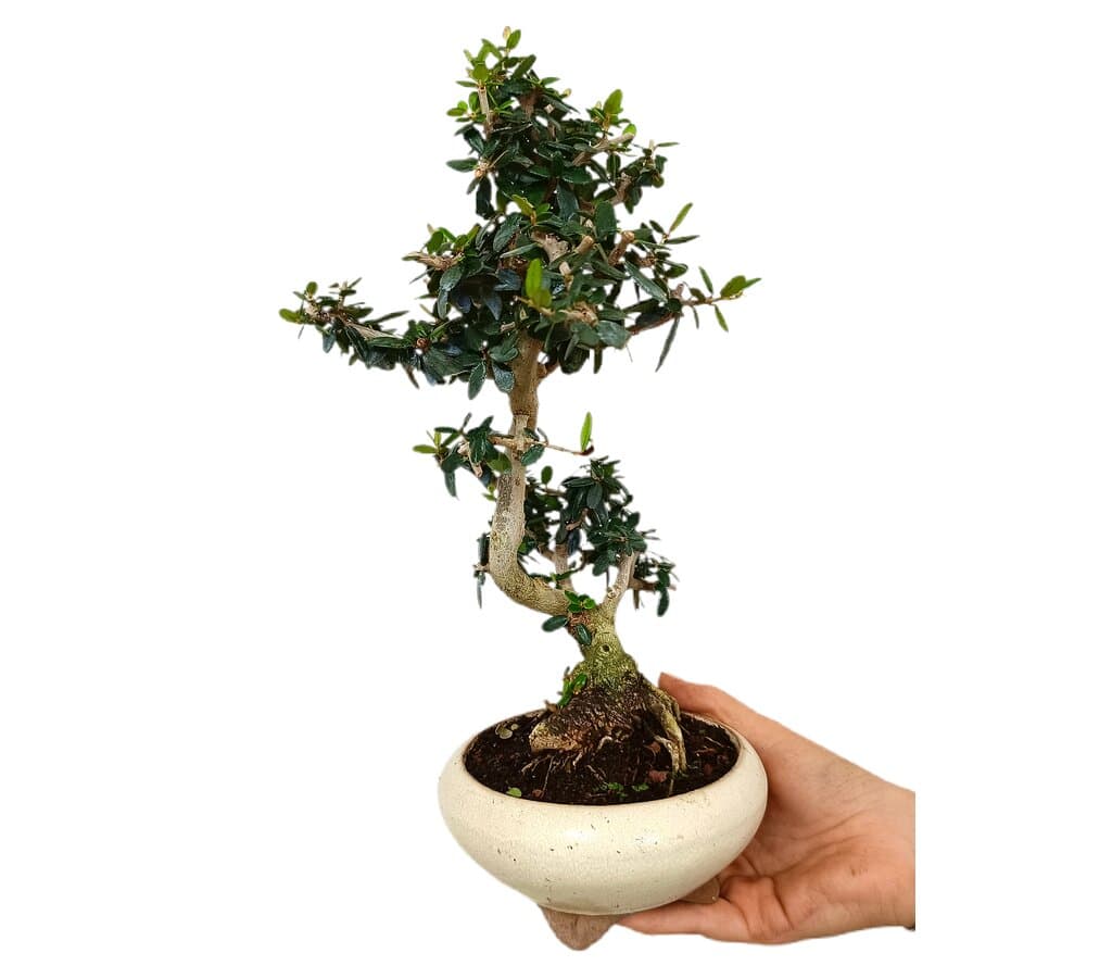Bonsái Olivo 9 Años Sylvestris (acebuche)_0