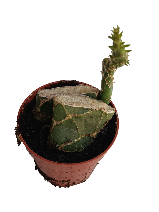 Opuntia Cobra Planta Suculenta De Sol Ø8_0