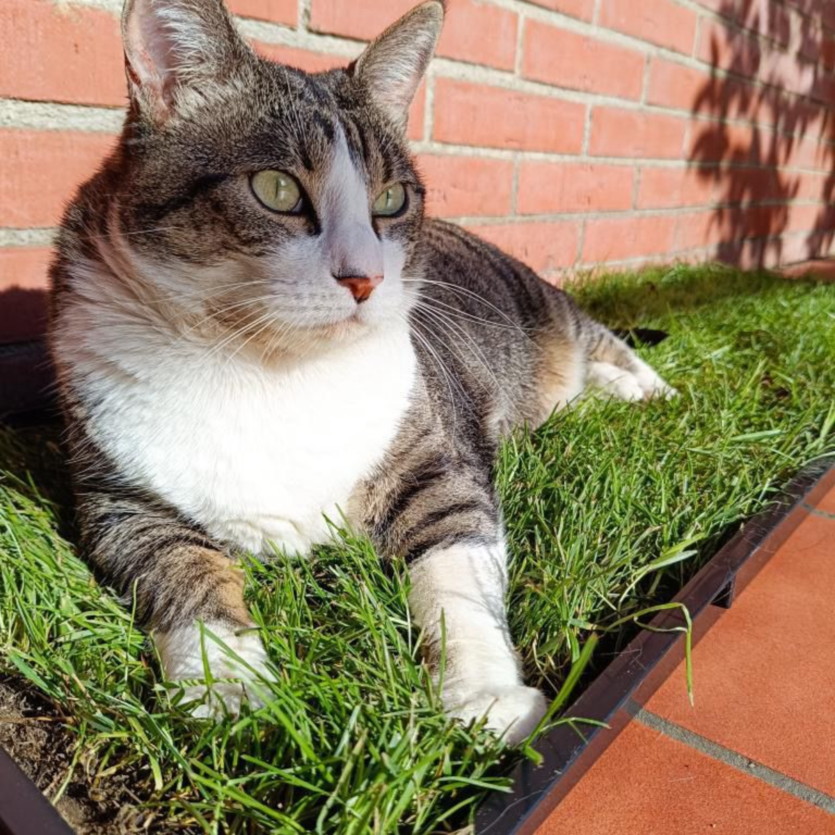 Petground, Arenero Para Gatos, Cama De Césped Natural, Hierba Gatera, Alfombra Olfativa Xl Xl: 117 X 40 Cm_3