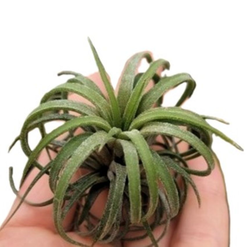 Tillandsia Ionantha 'curly'; Planta Del Aire Rizada; Curiosarium; Altura 6-7 Cm. Diámetro 11-12 Cm_0