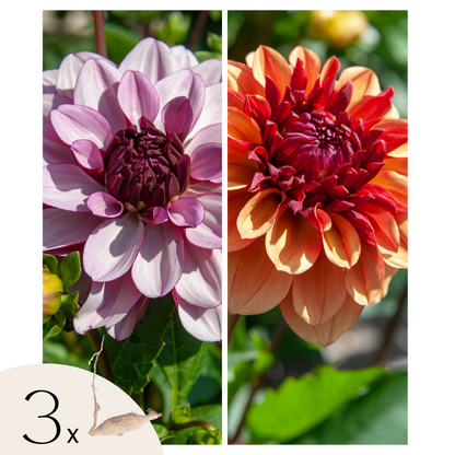 Tubérculos De Dalia - 3 Pzs - Dahlia 'sweet & Honey'_0