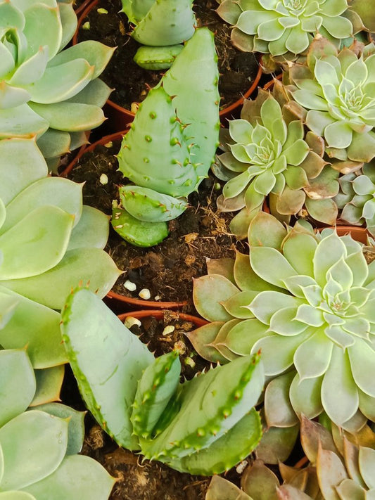 Suculentas Y Cactus Variedad #16 Planta Sin Id_0