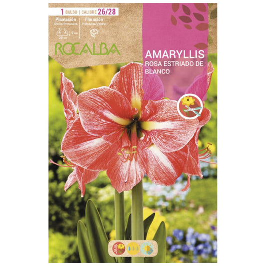 Bolbo de Amarílis rosa listrado branco 1 unidade Rocalba